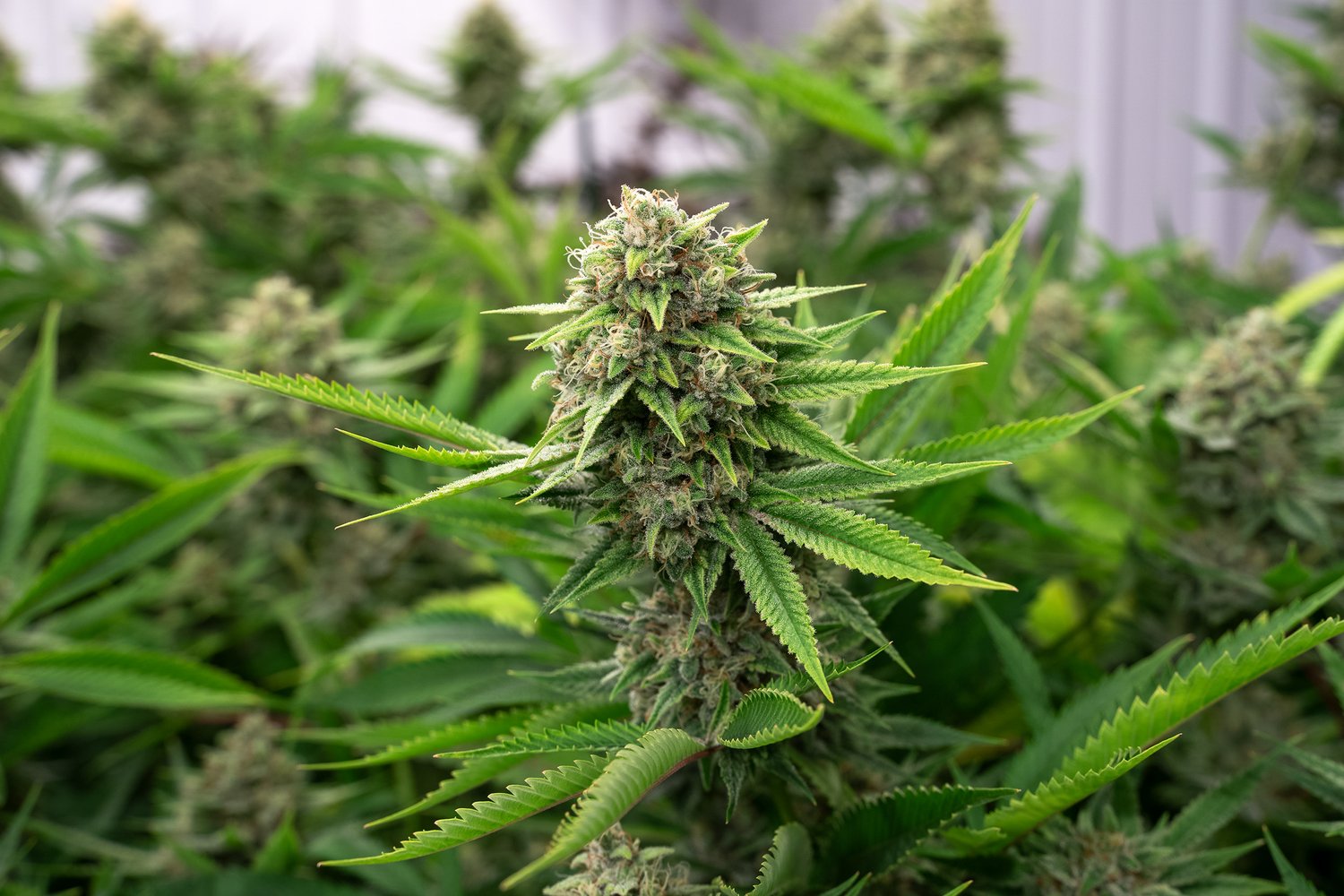 How to grow your own Cannabis. Part 1: Getting Started.