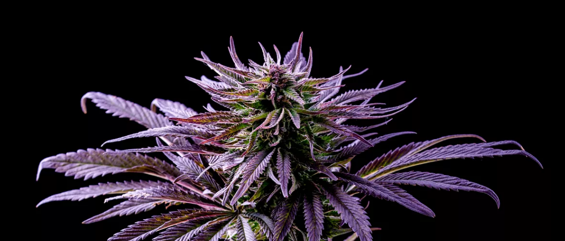 How to grow your own Cannabis, Part 4: Cannabis Anatomy