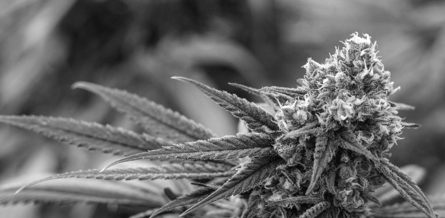 How to grow your own Cannabis, Part 2: Important Factors