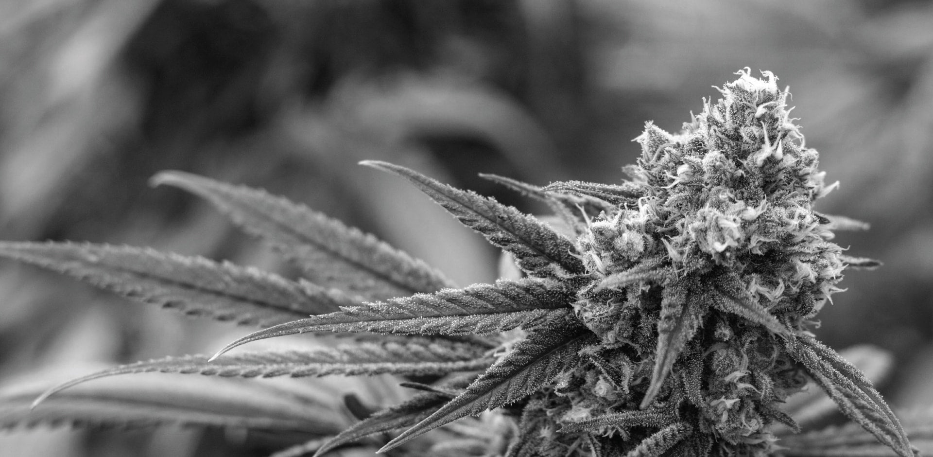 How to grow your own Cannabis, Part 2: Important Factors