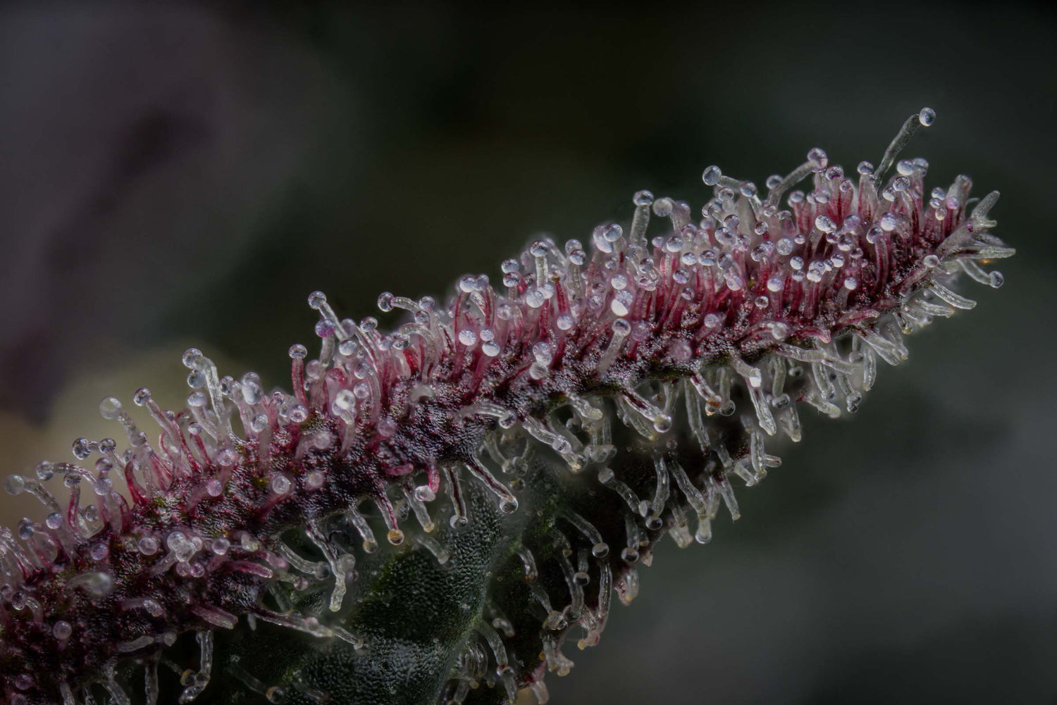 How to grow your own Cannabis, Part 3: The Cannabis Life Cycle