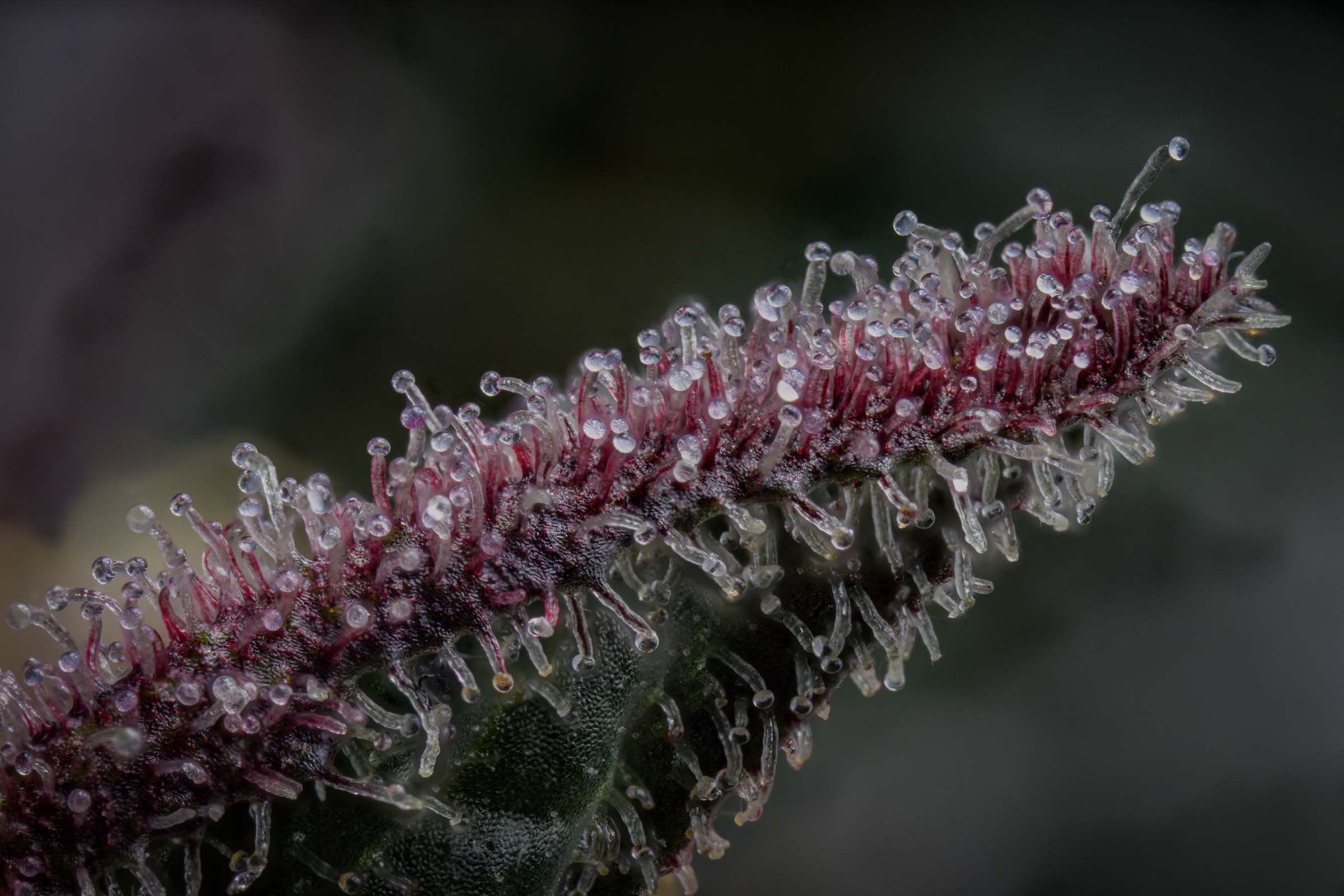 How to grow your own Cannabis, Part 3: The Cannabis Life Cycle