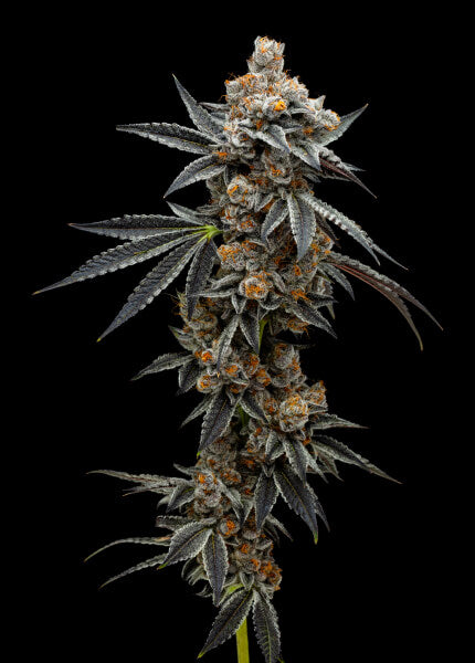 Grape Sunrise