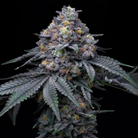Blackberry Moonrocks