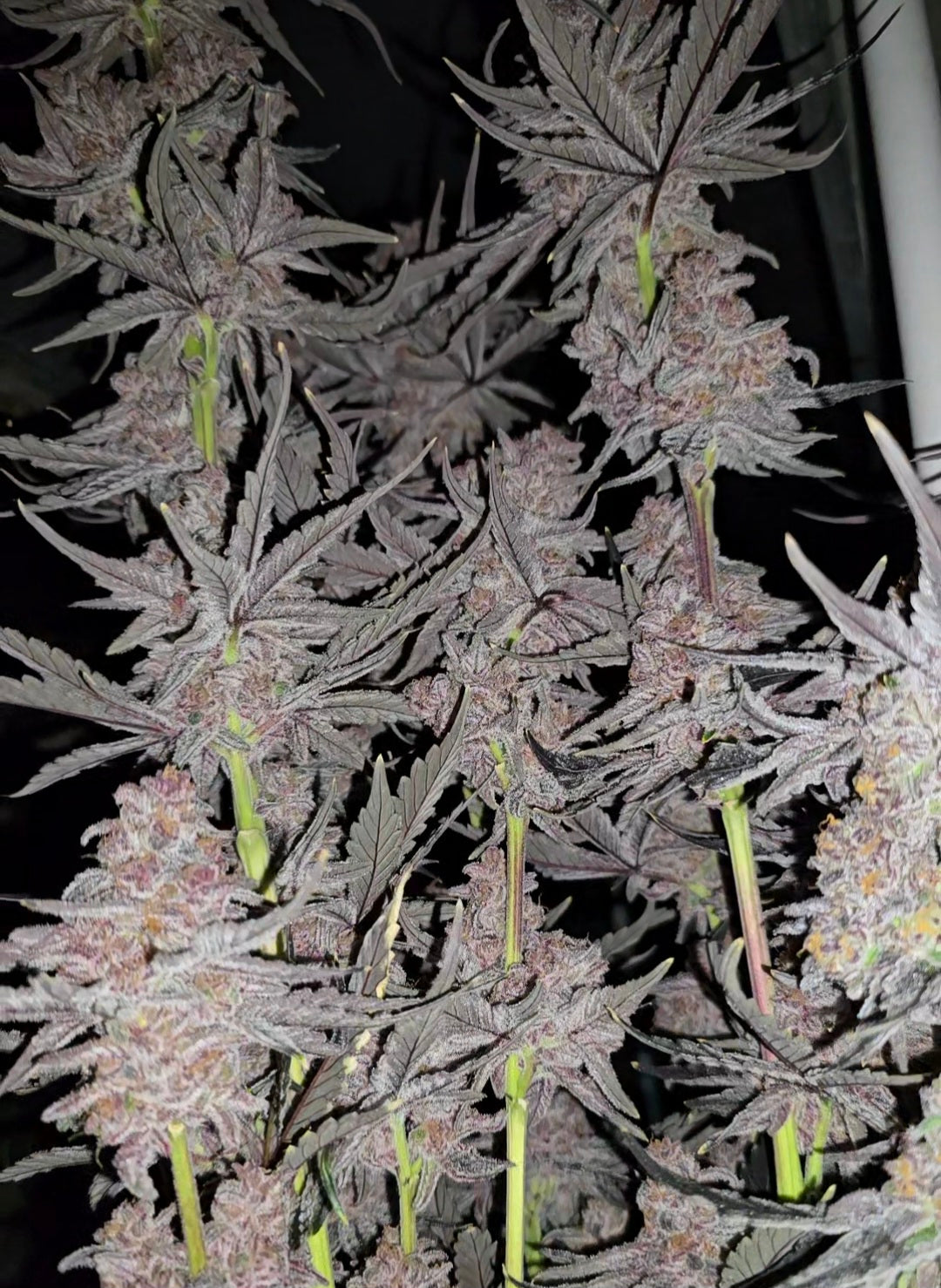 Bubble-Berry Cut To Order (Chimera X Blockberry)