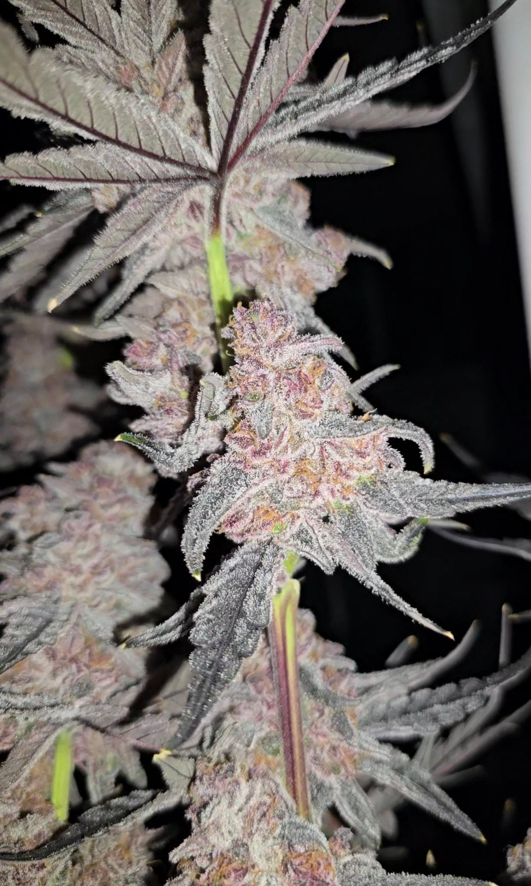 Bubble-Berry Cut To Order (Chimera X Blockberry)