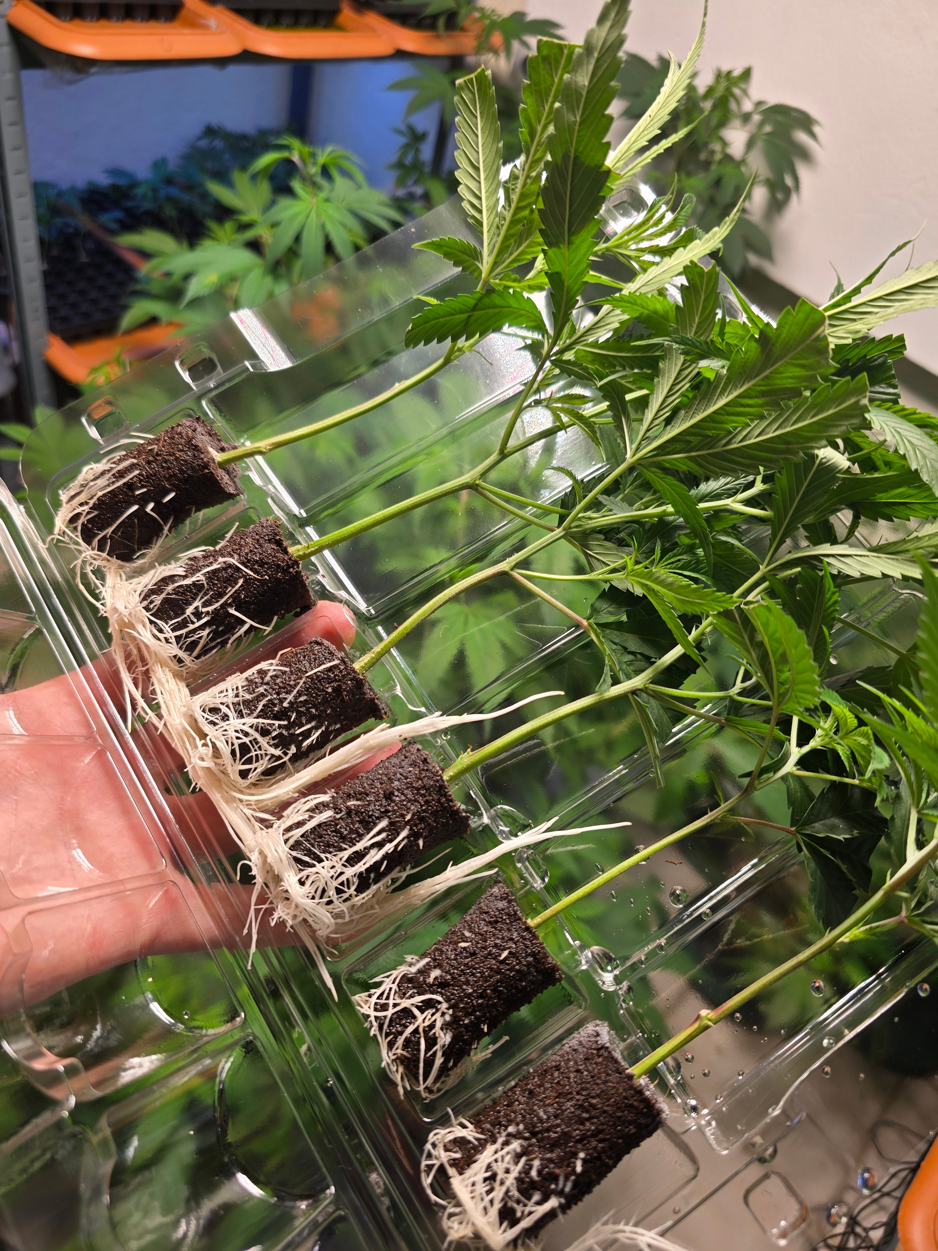 Rooted & Ready Western Cape Facility
