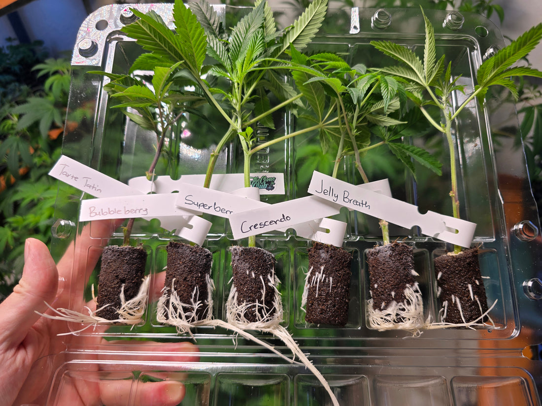 Rooted & Ready Western Cape Facility