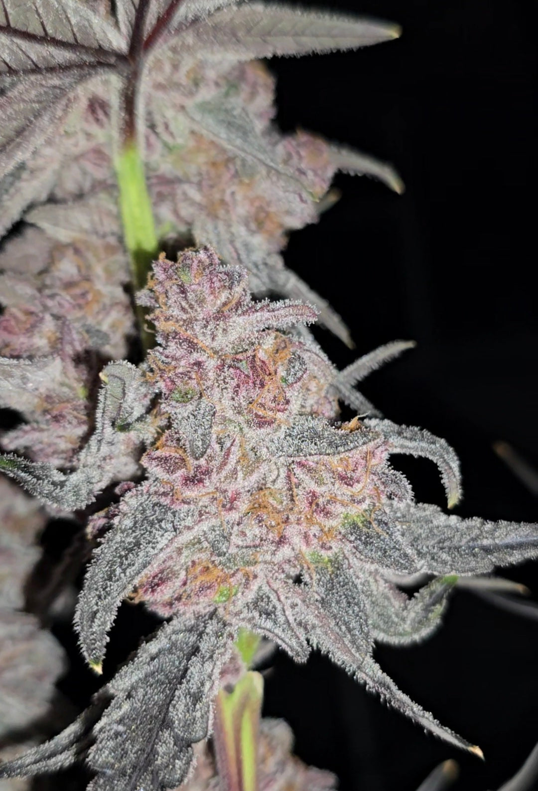 Bubble-Berry Cut To Order (Chimera X Blockberry)