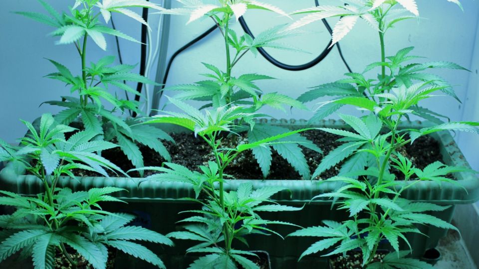 Load Shedding and Your Indoor Grow Room