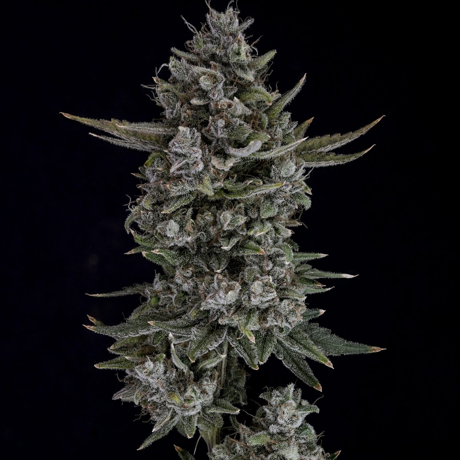 Zkittles