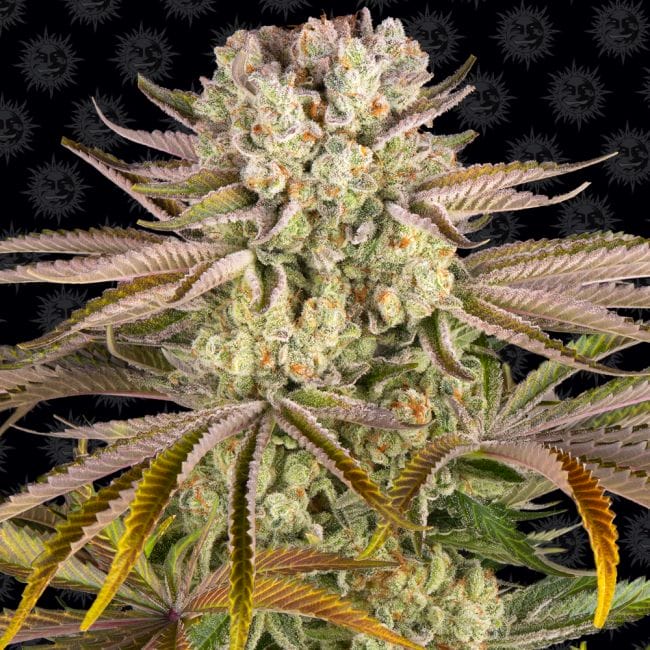 Pineapple Express