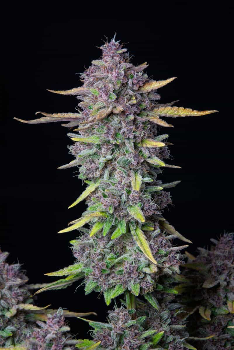 Purple Punch
