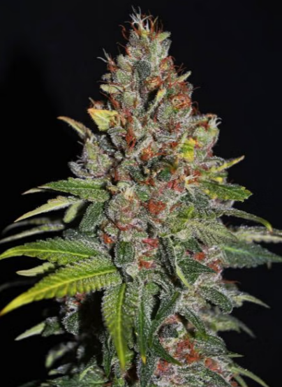 Tropical Punch