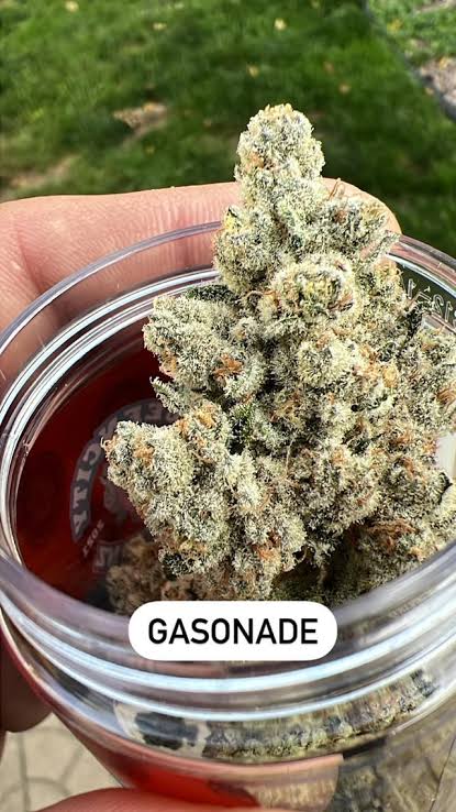 Gasonade Imported Breeder&