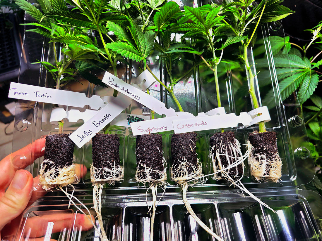Rooted &amp; Ready Western Cape Facility