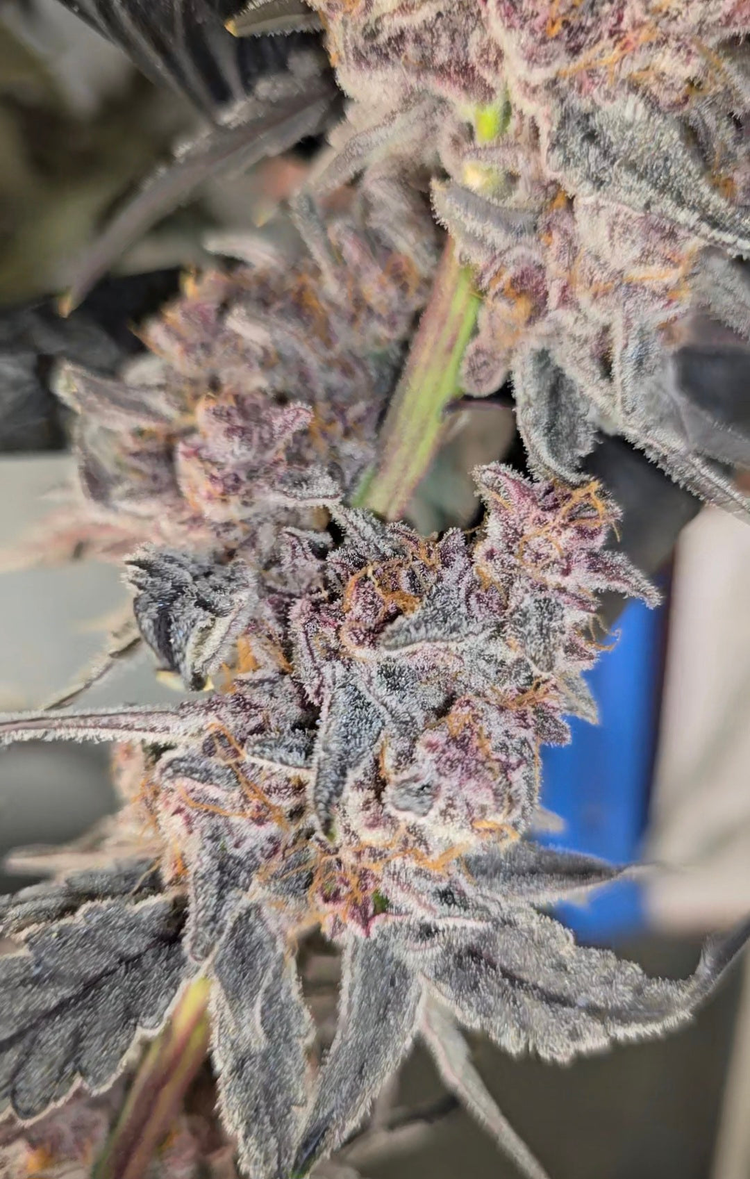 Bubble-Berry Cut To Order (Chimera X Blockberry)