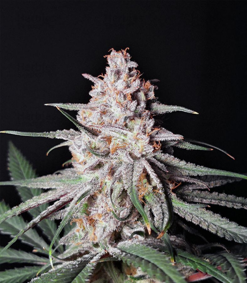 Peyote Critical